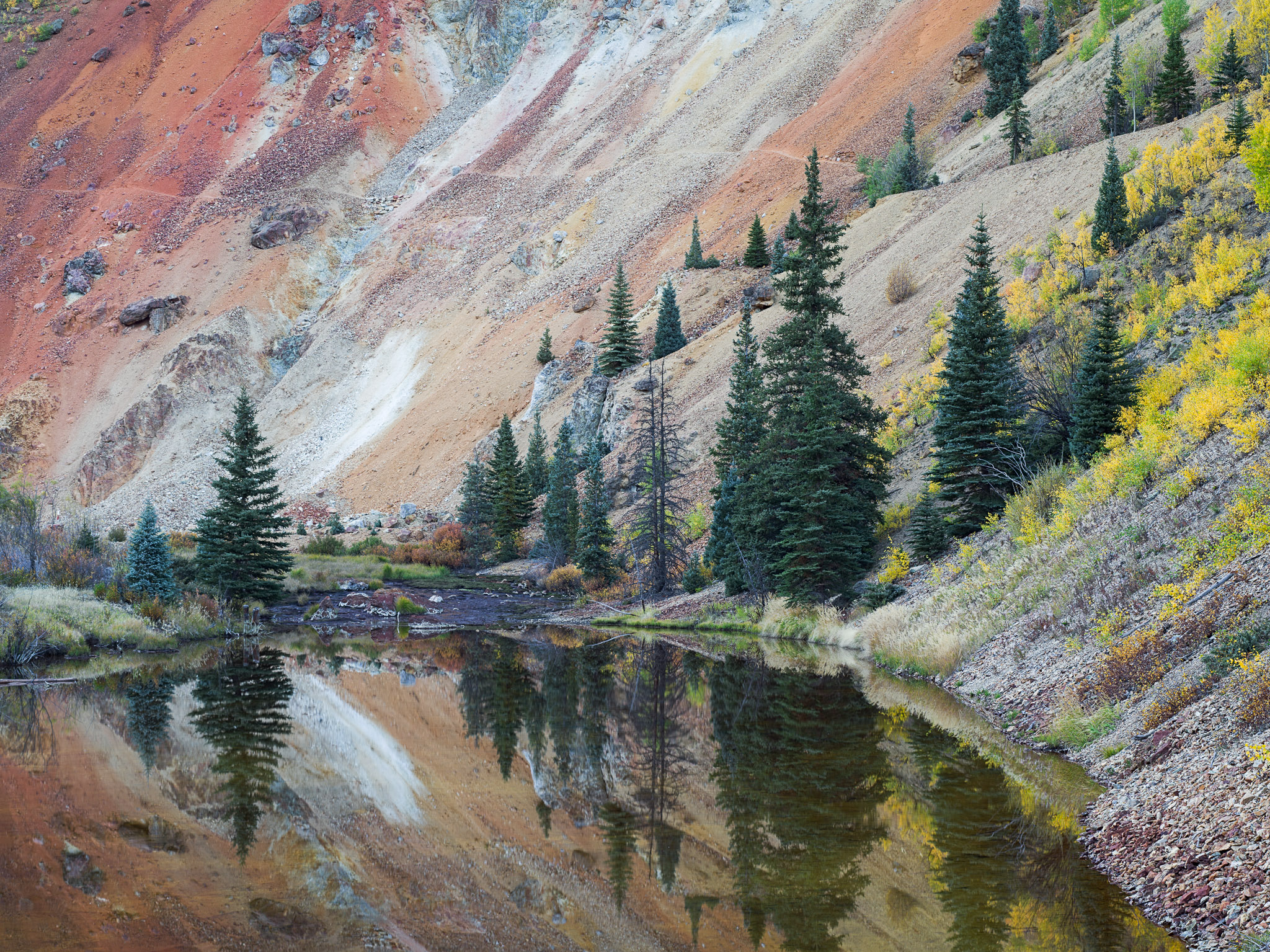 Evergreen Reflections