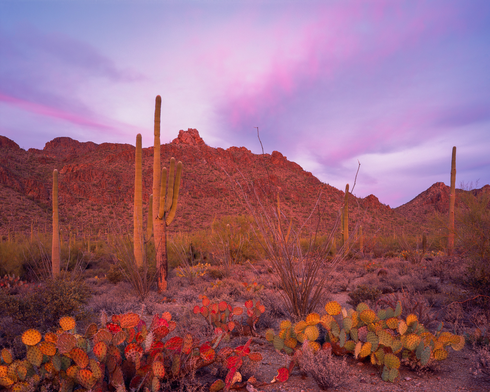 Prickly Pear and Saguaro Sunset