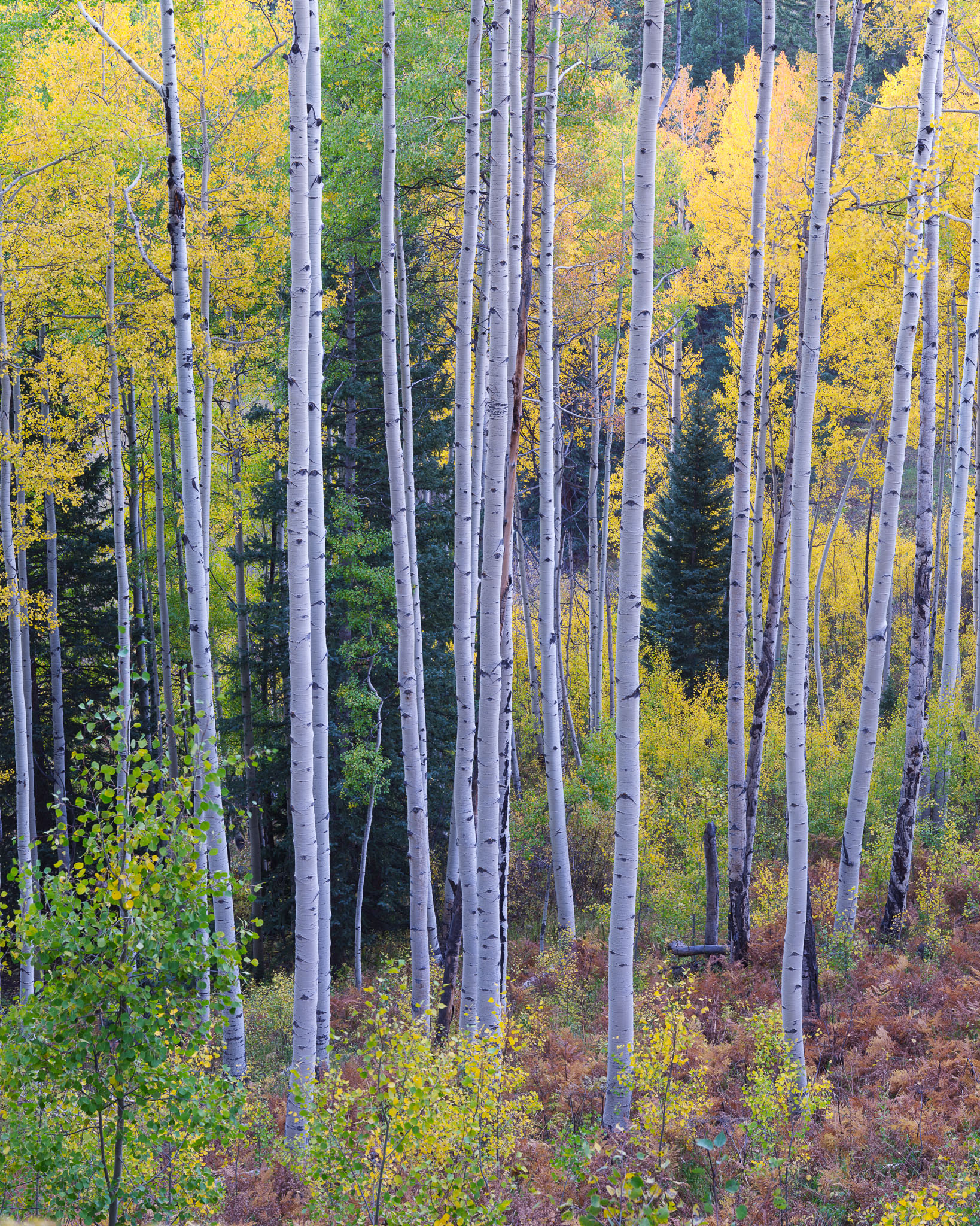 Colorado Fall Color