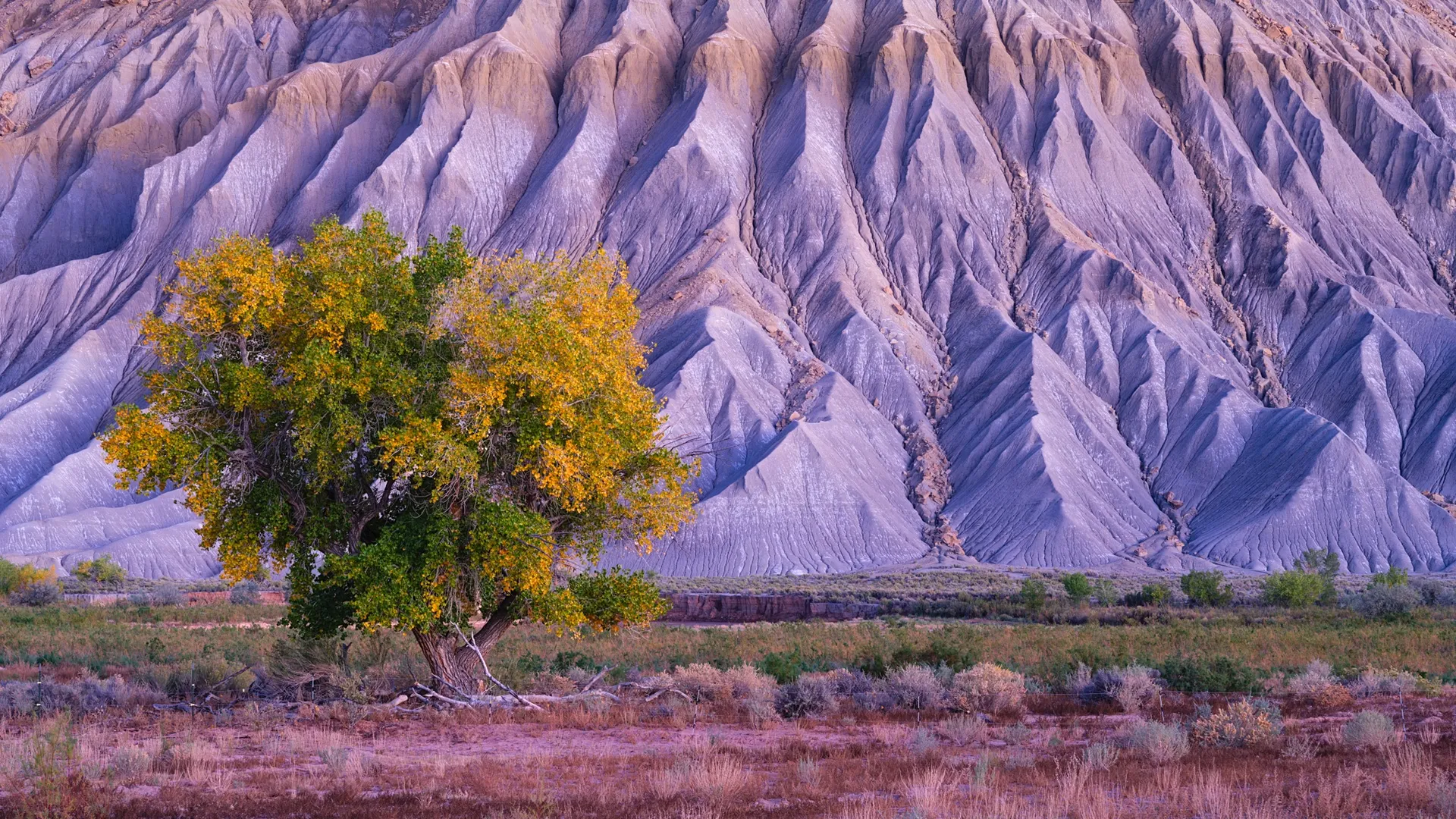 A lone cottonwood in full fall color stands in front of the striped eroded clay of Blue Mesa in Petrified Forest National Park, Arizona, Utah. Photograph by Marty Quinn