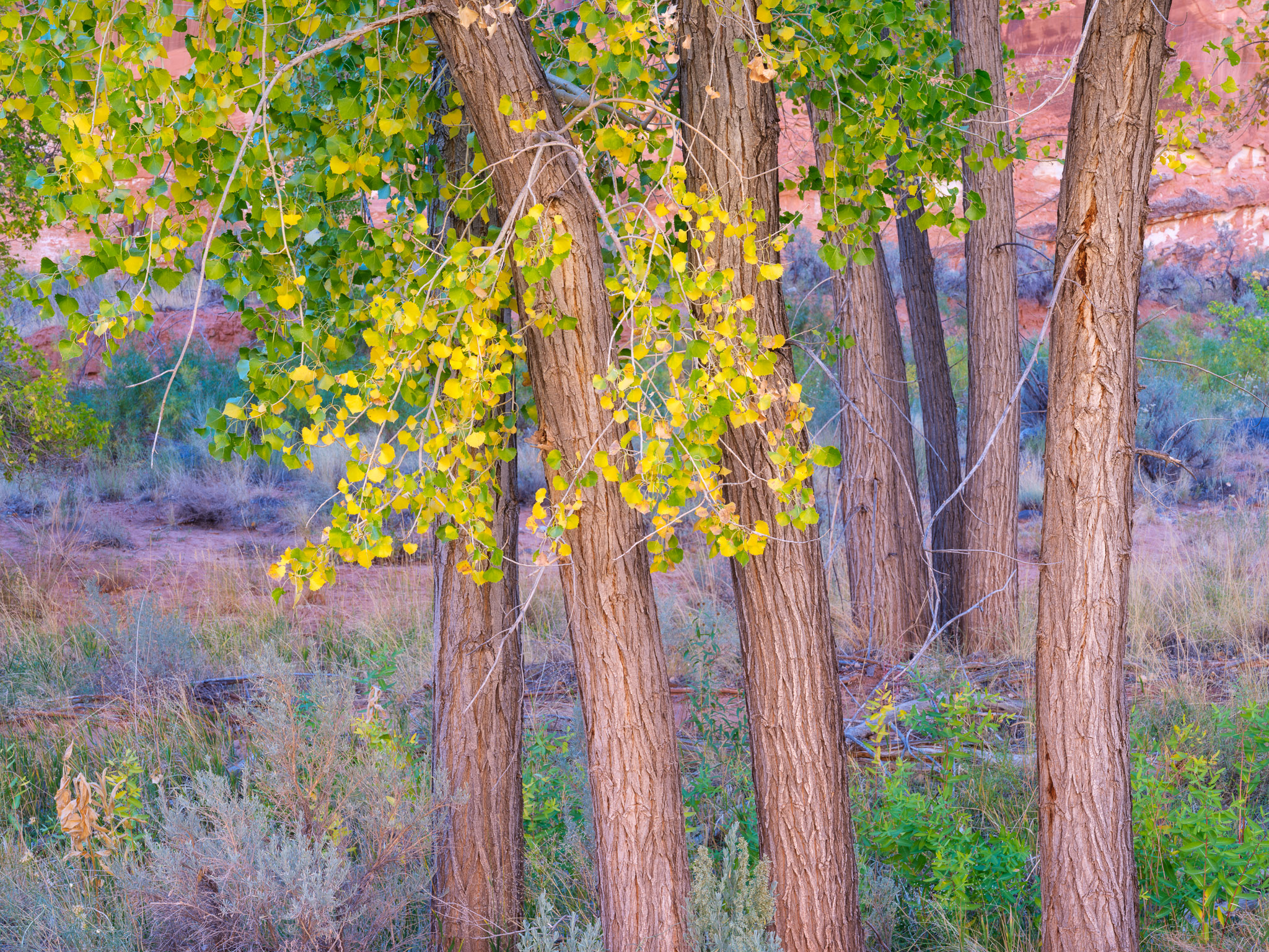 Golden Cottonwood Reflections