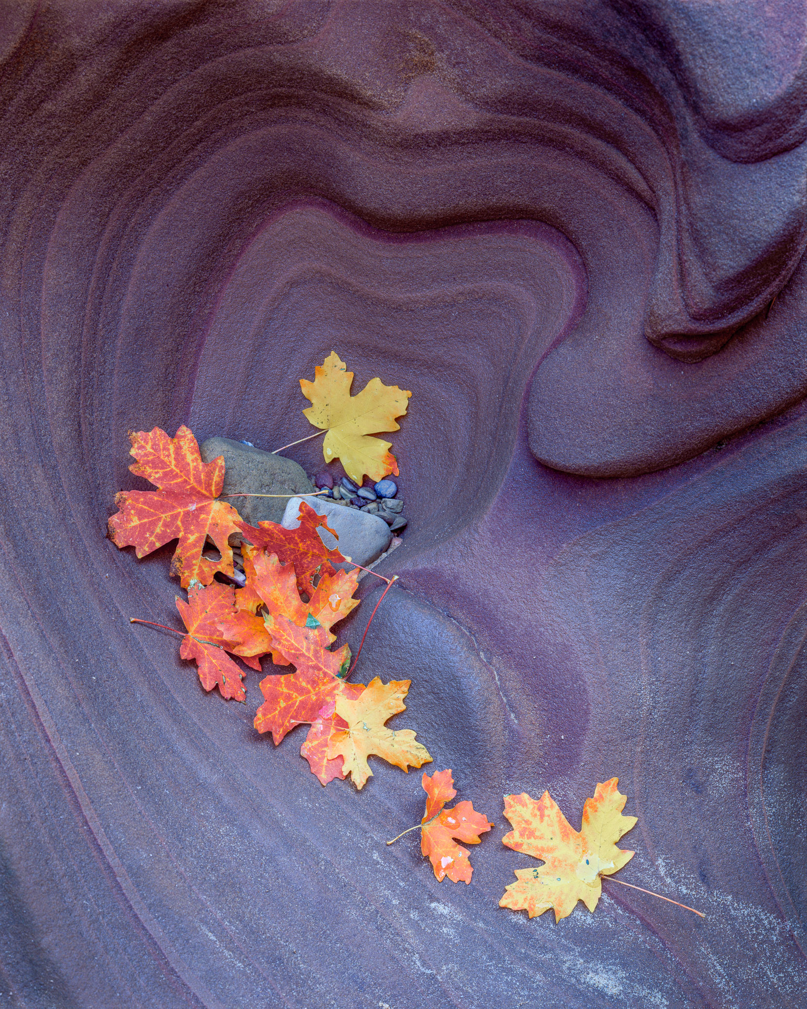 Heart of Maples