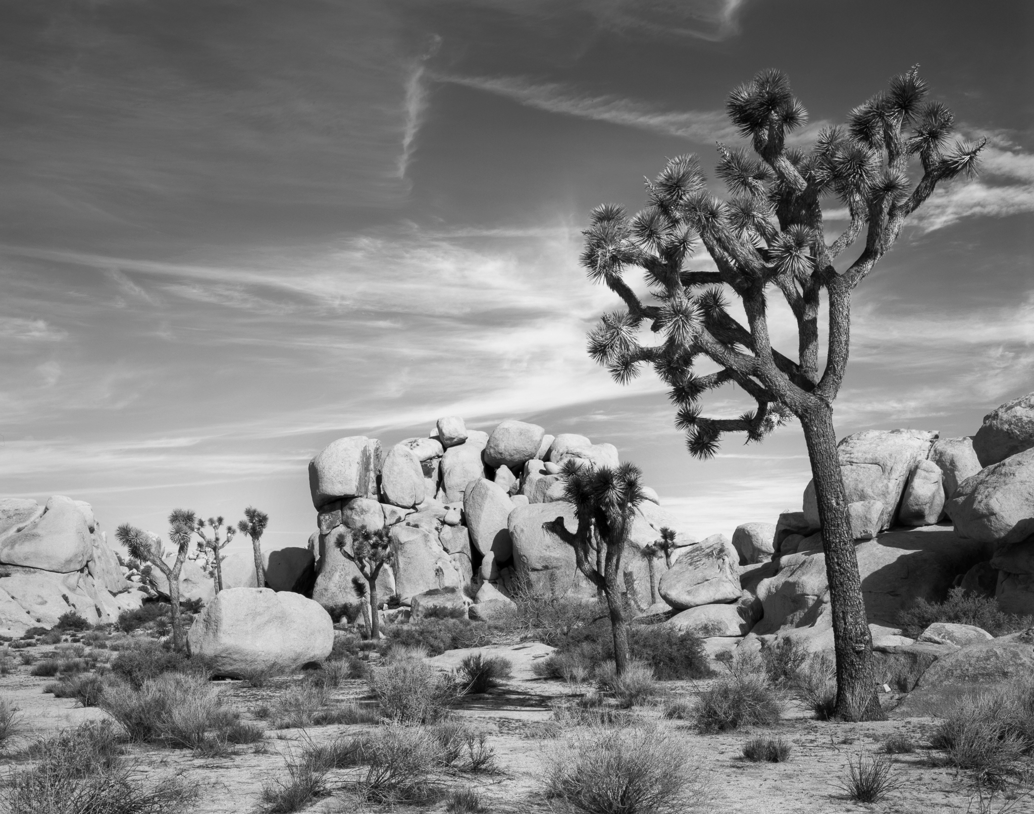 Joshua Tree and Rocks