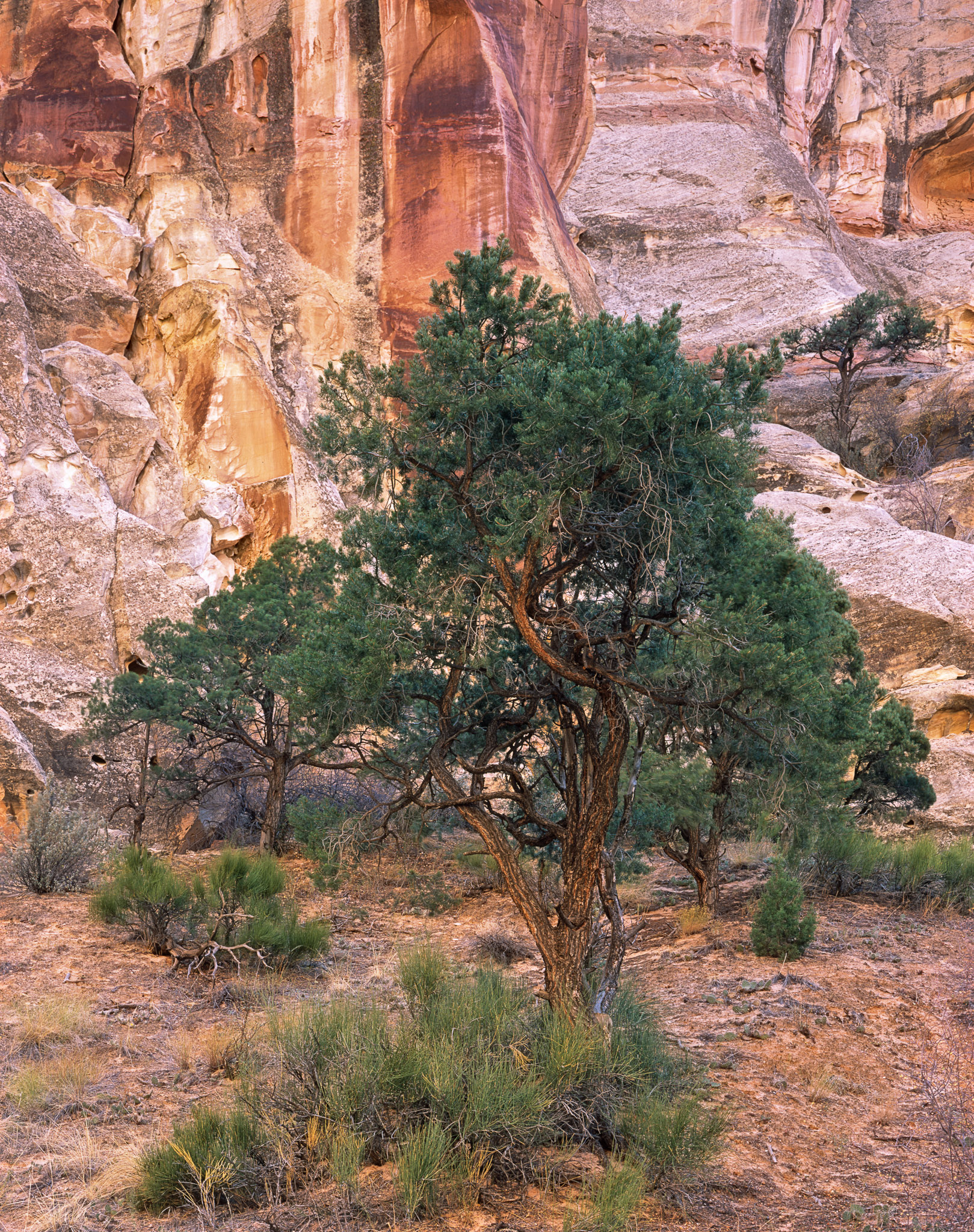 Yucca and Pine Trees in Bounce Light