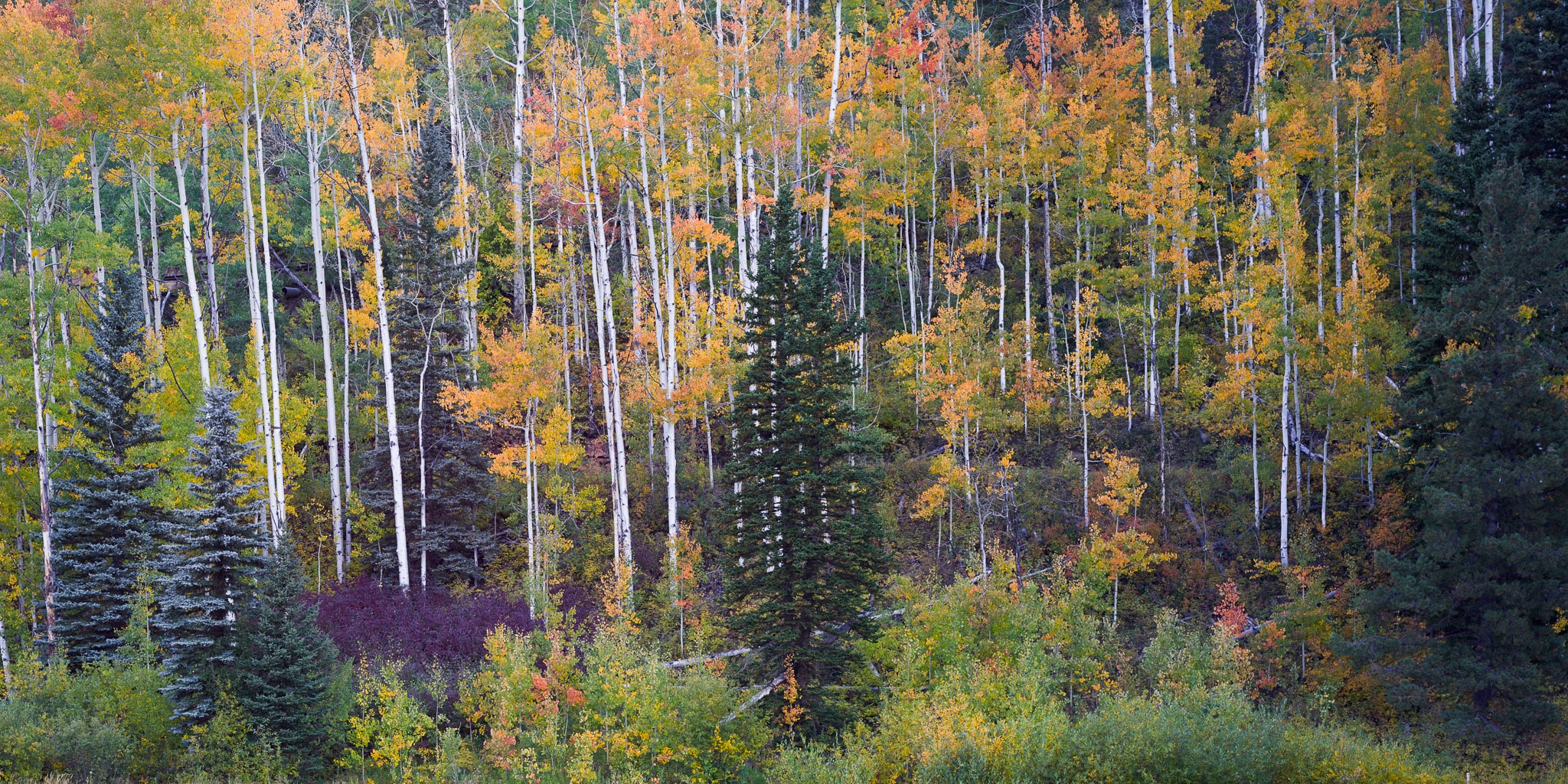 Aspen Color Pano