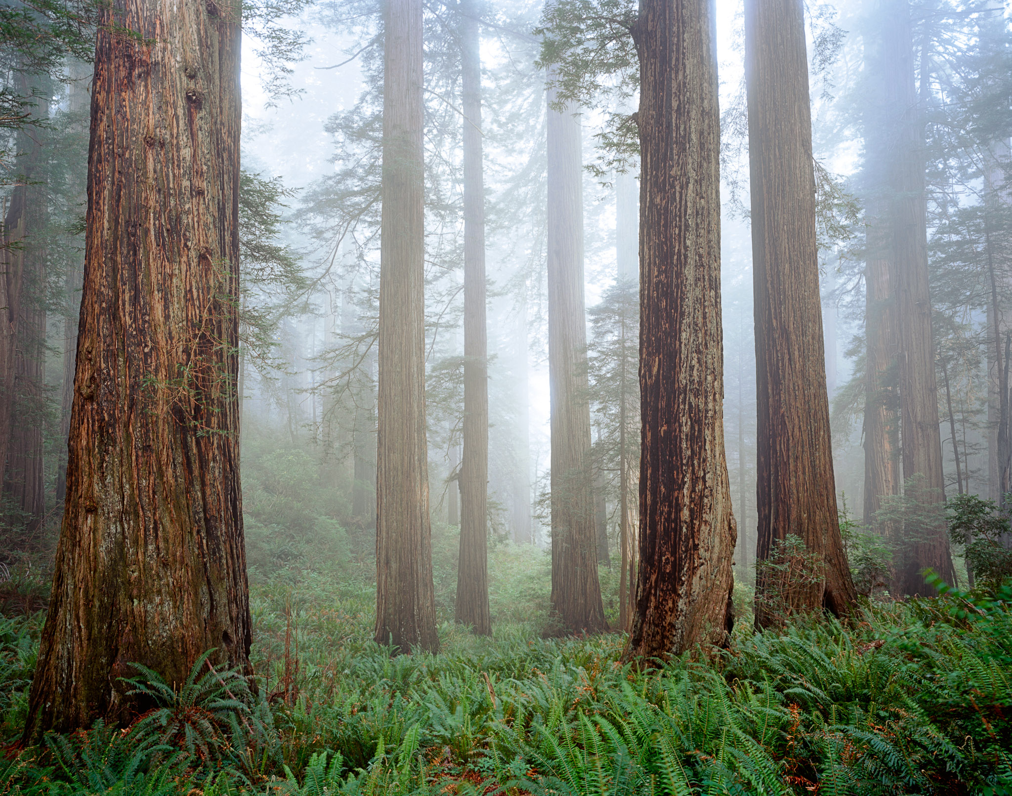 Redwood Fog