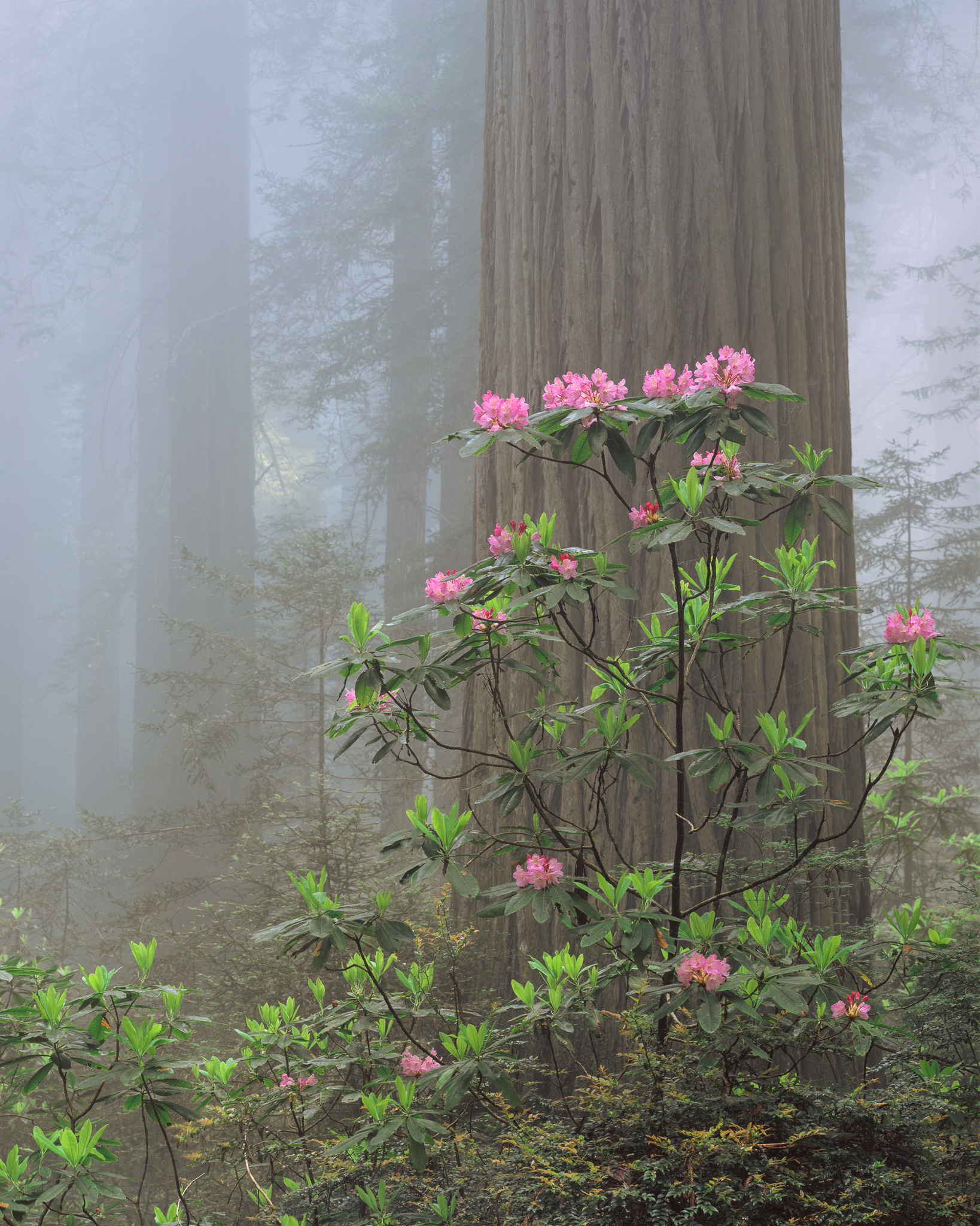 Rhoddys in Fog