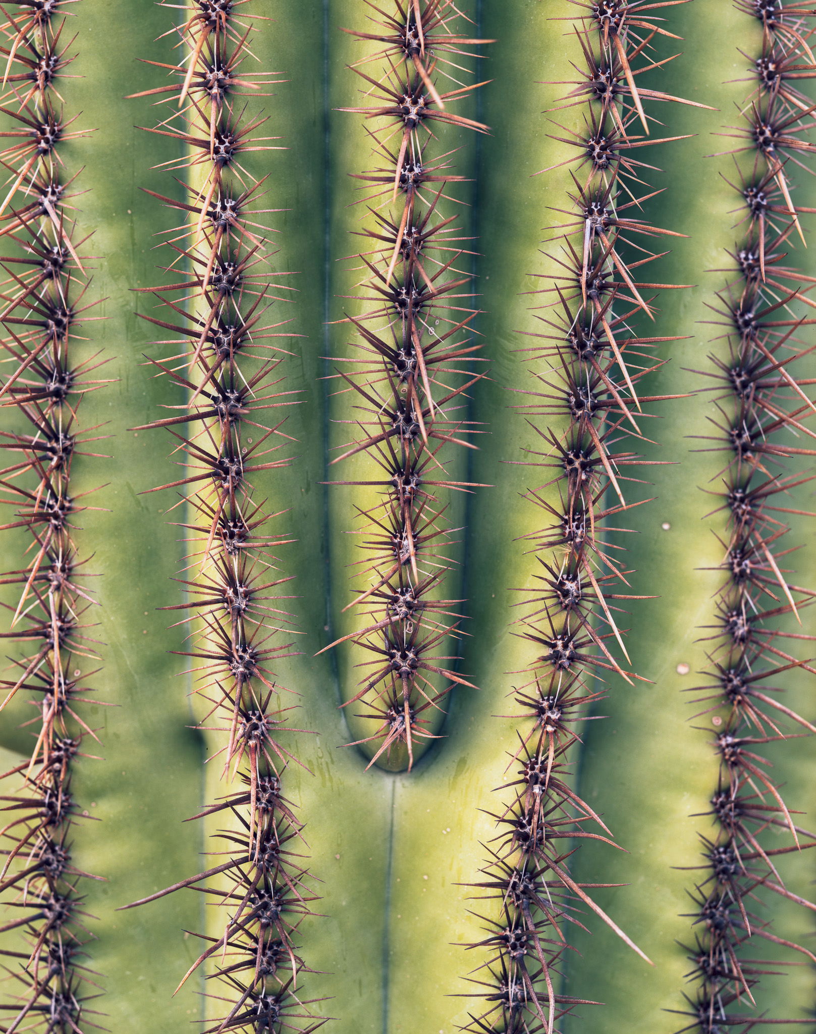 Saguaro Closeup