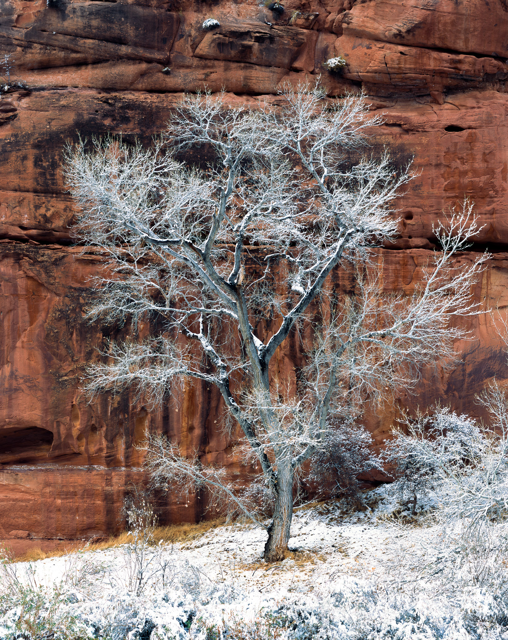 Snow Covered Tree
