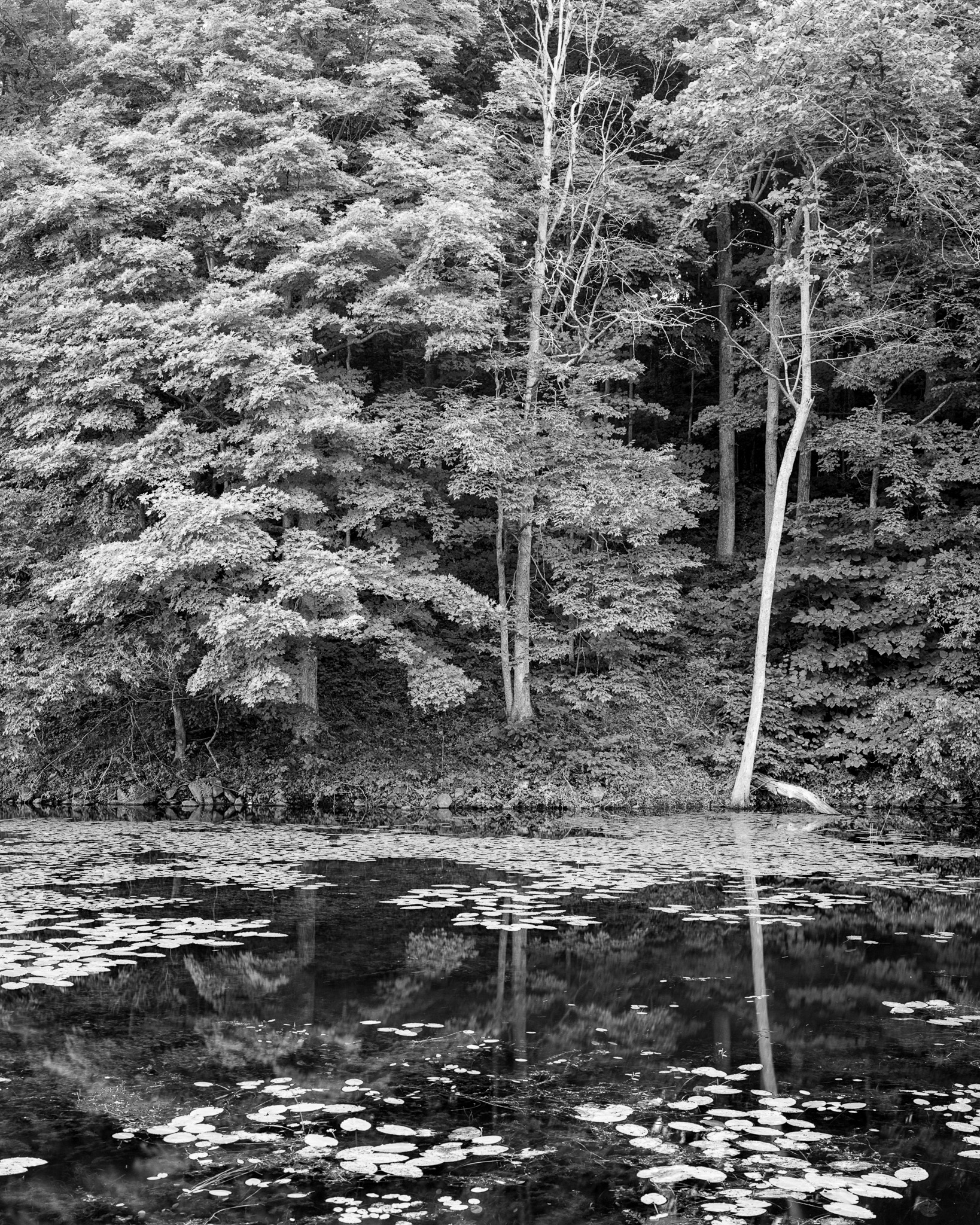 Ontario Forest Reflection