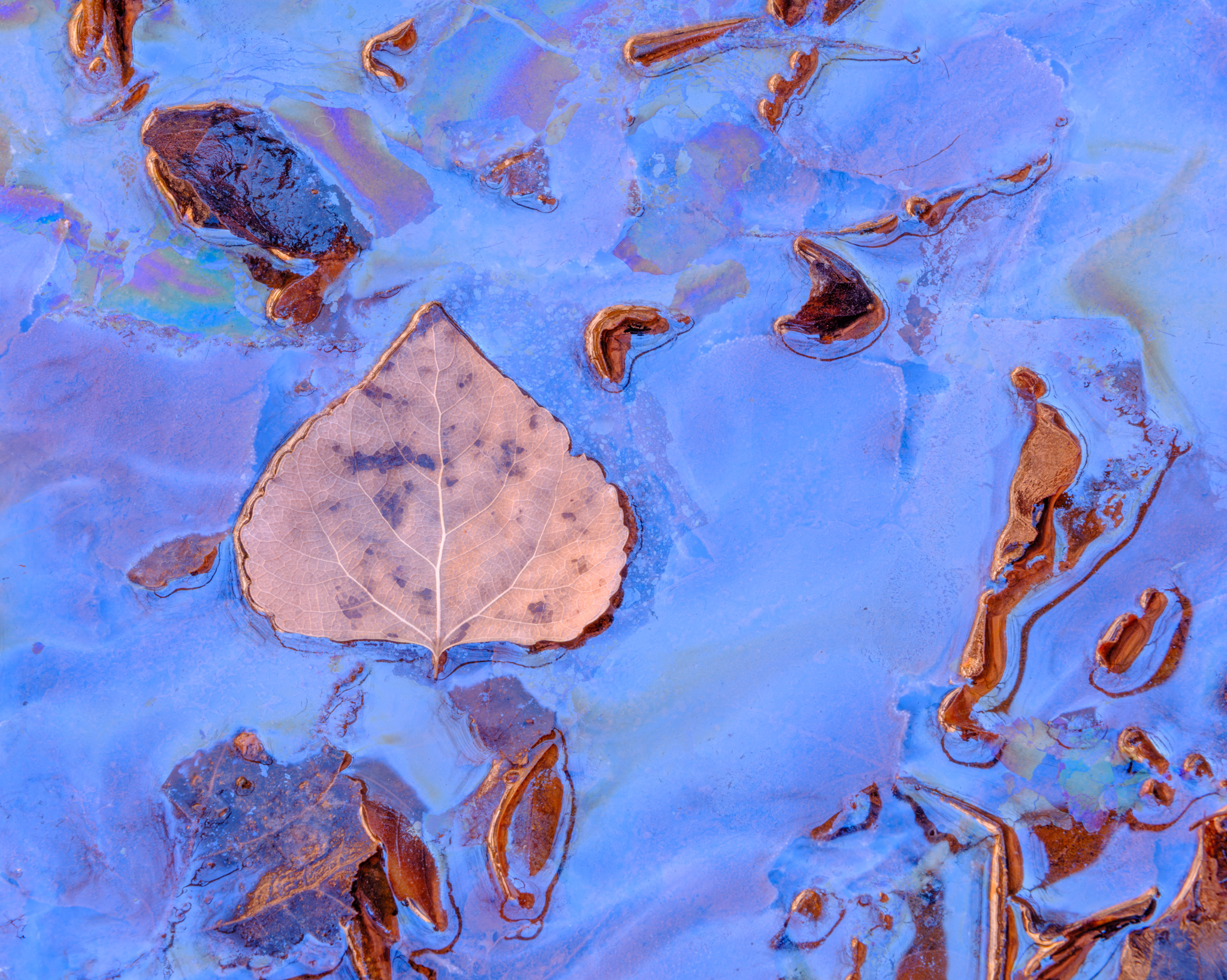Prismatic Stillness: Leaf in Stream